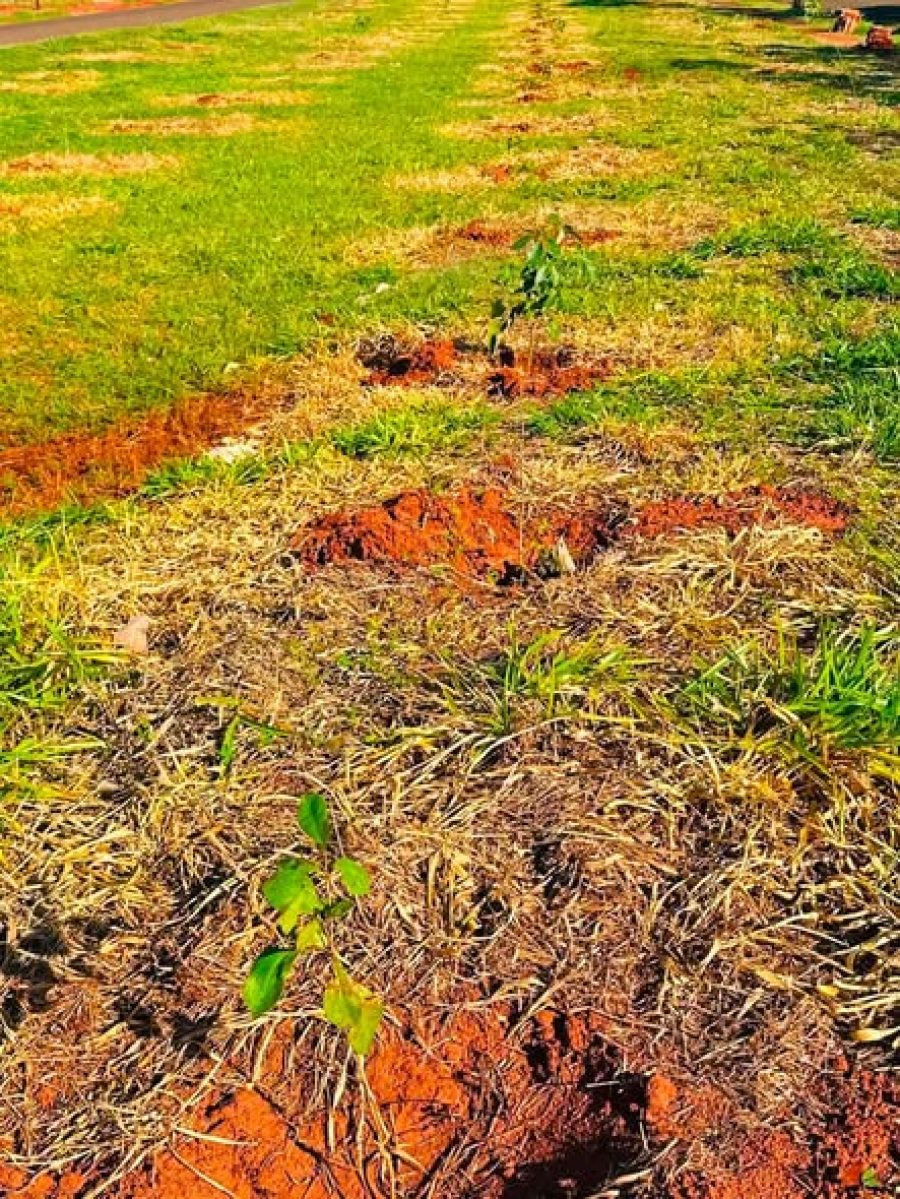 Prefeitura de Sud Mennucci fortalece a arborização urbana com o plantio de 672 árvores nativas