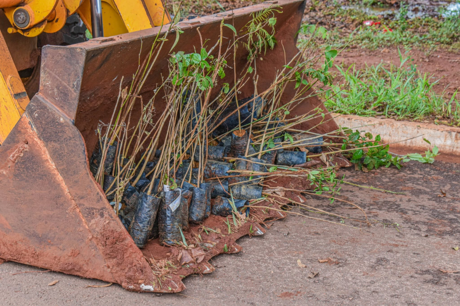 Selvíria planta 330 mudas de árvores nativas e frutíferas em ação de arborização urbana